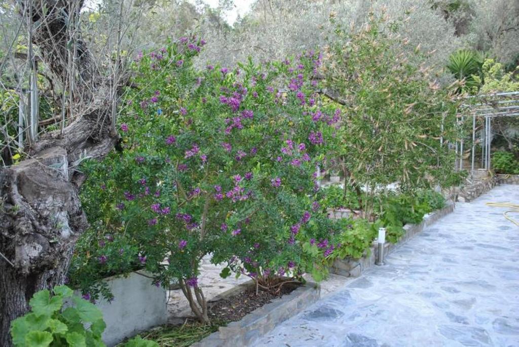 Stelios Studios Megali Ammos  Exterior foto